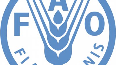 الفاو: 11% ارتفاعا فى أسعار السكر والزيوت عالميا