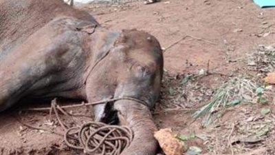 لغز الموت الجماعى للفيلة فى بوتسوانا