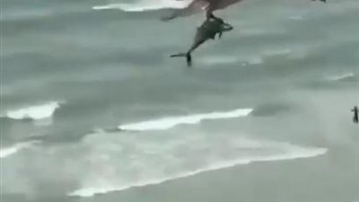 نسر يتمكن من اصطياد سمكة قرش ببراعة.. شاهد الفيديو