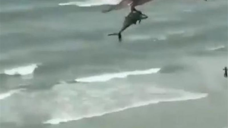 نسر يصطاد سمكة قرش