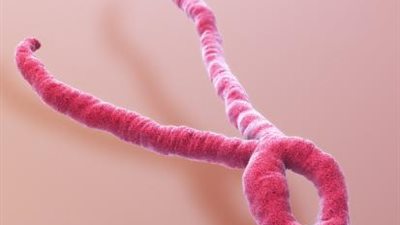 ماربورج.. الصحة العالمية تعلن تفاصيل انتشار الفيروس القاتل