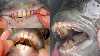 سمكة بأسنان تشعل ممنصات السوشيال ميديا