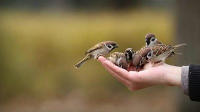 رجل طماع وراء مثل ”عصفور في اليد خير من ألف علي الشجرة”.. أعرف القصة