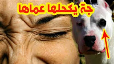 قصة حُب كلب وقطة وراء مثل ”جه يكحلها عماها”