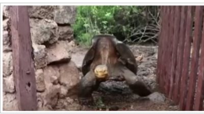 بعد برنامج إنقاذها من الإنقراض.. تفاصيل رحلة إعادة السلاحف العملاقة لموطنها الأصلي