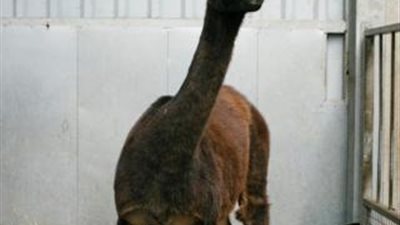 على غرار السارس وميرس .. حيوان « اللاما» أمل جديد في طريق القضاء على الكورونا