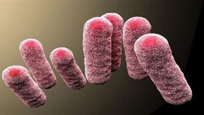 بعد ظهوره من جديد.. تفاصيل لا تعرفها عن «الطاعون الدبلى»