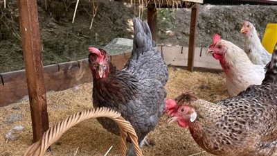  أسعار الدواجن البيضاء اليوم الأحد 26-1-2025.. مفاجأة سارة للمواطنين