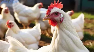 أسعار الفراخ والبط اليوم الأحد 26-1-2025 داخل بورصة الدواجن 