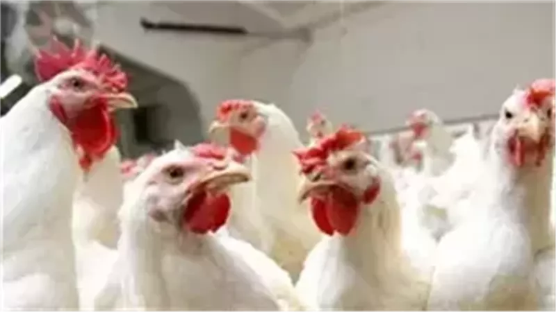 أسعار الفراخ اليوم