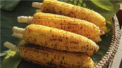 فوائد تجهلها عن الذرة المشوي.. طعام لذيذ وصحي يعزز من طاقتك