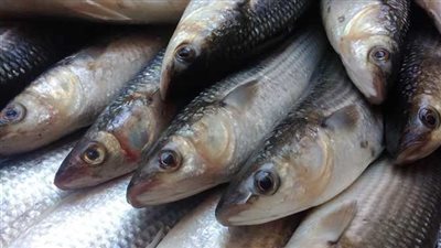 اسعار السمك اليوم الجمعة 31 يناير 2025 بسوق العبور 