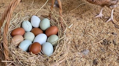 أسعار الدواجن البيضاء اليوم السبت في بورصة الدواجن بمختلف الأنواع 