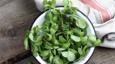 خضروات البقلة الذي يجهل أهميتها العديد.. فوائد نبات الرجلة المذهلة 