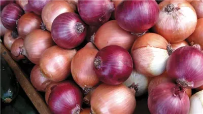 أسعار البصل اليوم في سوق العبور.. اعرف سعر الخضاء بكام