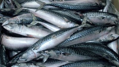 أسعار السمك والجمبري اليوم الاثنين 3-1-2025 داخل الأسواق 