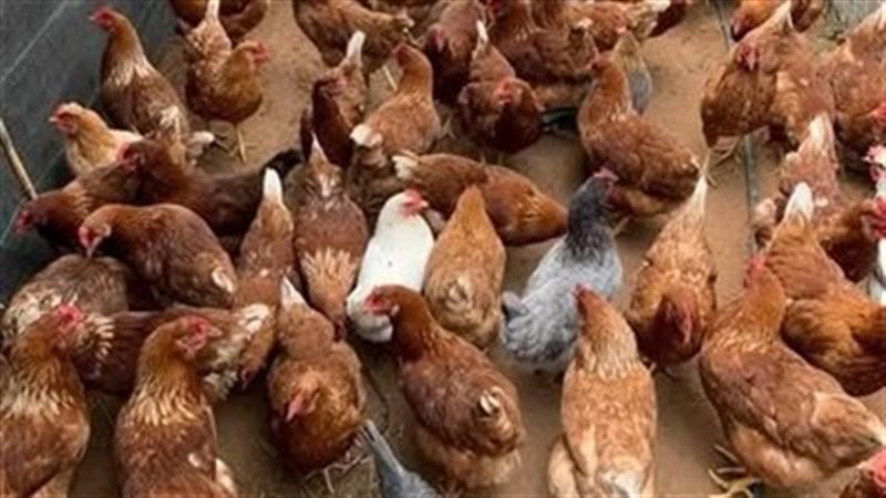 أسعار الفراخ اليوم