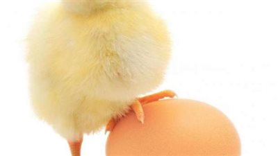 أسعار الكتاكيت البيضاء اليوم الثلاثاء 4-2-2025.. وتوقعات هامة للخبراء الفترة القادمة