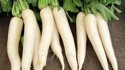 فوائد الفجل الأبيض الطويل.. أبرزها تحسين الهضم وتنظيم ضغط الدم