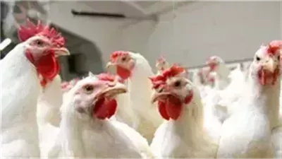 بورصة الدواجن..أسعار الفراخ والبط اليوم السبت 8-2-2025 داخل الأسواق