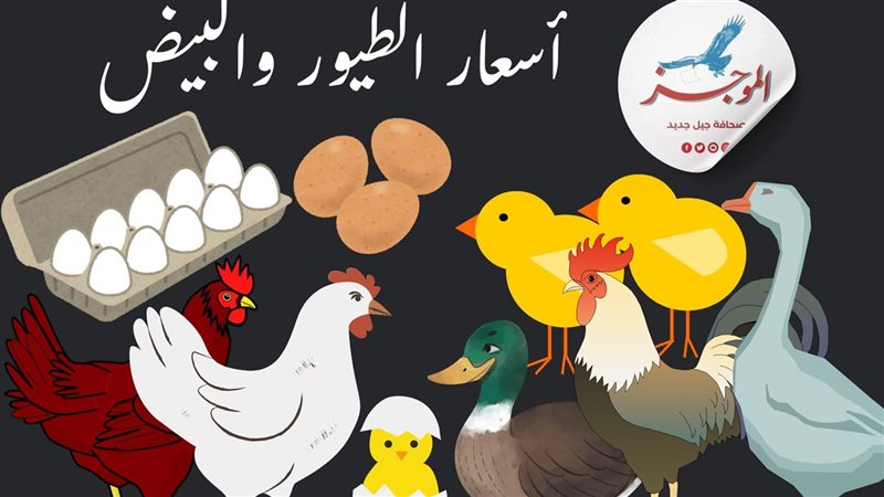 أسعار الدواجن البيضاء