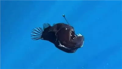ظهور سمكة الشيطان الأسود في البحر لأول مرة.. ما القصة؟