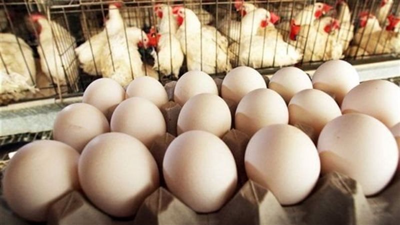 أسعار الدواجن البيضاء