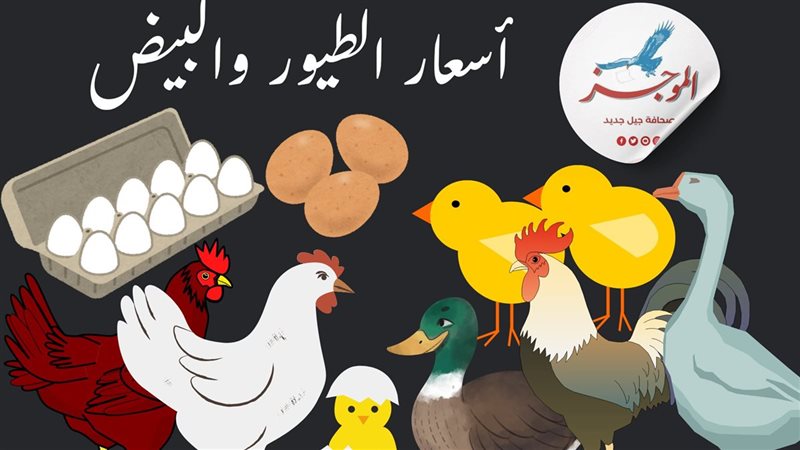 أسعار الدواجن البيضاء