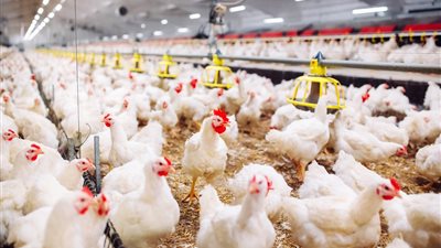 موعد انخفاض أسعار الدواجن مع قرب حلول رمضان 2025.. كيلو الفراخ بـ 100 جنيه