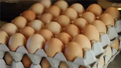 ارتفاع سعر كرتونة البيض اليوم للمستهلك.. أساس السحور