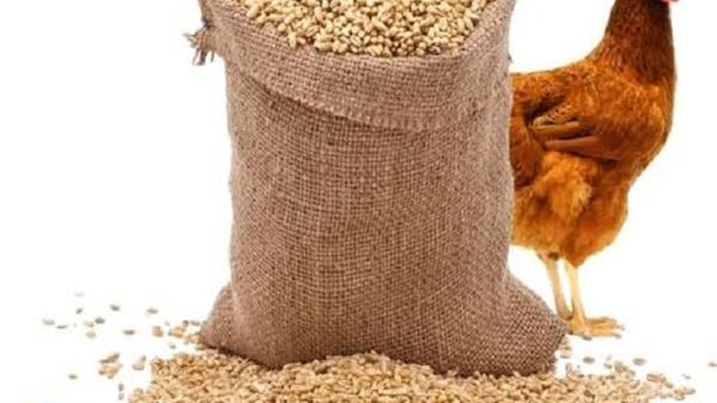 أسعار الأعلاف