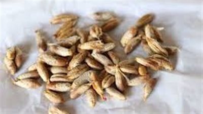 الفوائد الصحية لماء نواة البلح وطريقة تحضيره لتعزيز المناعة وصحة الجسم