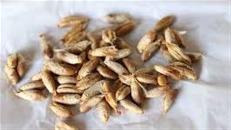 فوائد ماء نواة البلح