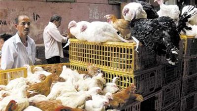 ‎الدواجن في مصر.. أسعار الفراخ والبط اليوم الثلاثاء 25-2-2025 في الأسواق