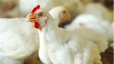 تعرف على أسعار الدواجن والبيض اليوم الخميس 27 فبراير 2025