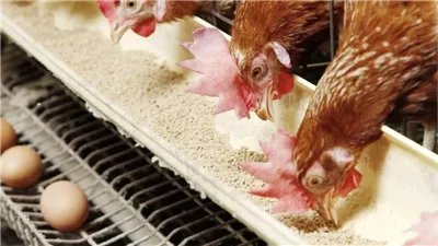 استقرار أسعار الفراخ البيضاء والدواجن في الأسواق الجمعة 28 فبراير 2025