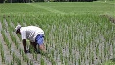 استعدادات وزارة الري لموسم الصيف 2025.. التنسيق مع الزراعة وإجراءات التطهير