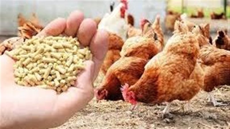 أسعار أعلاف الدواجن