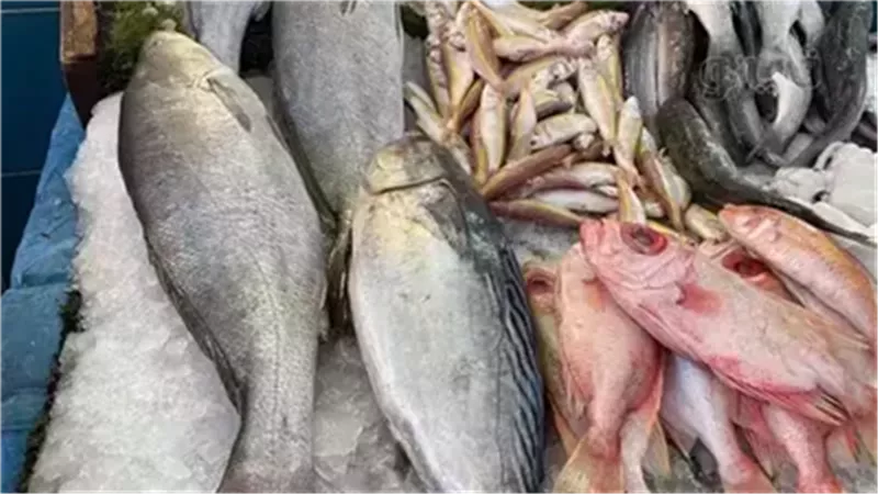 اسعار السمك اليوم