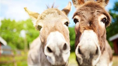 ذبح الحمير بالسيرك القومي.. تحقيقات تكشف الفضيحة الكاملة