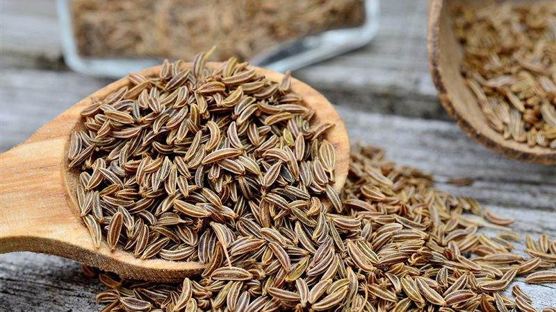فوائد عشبة الكراوية