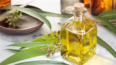 زيت الكافور.. الحل السحري للعناية بالشعر وعلاج المشكلات الجلدية