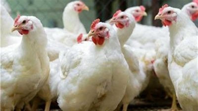 أسعار الدواجن اليوم