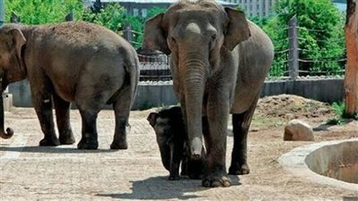 موعد افتتاح حديقة حيوان الجيزة 2025.. اعرف التفاصيل الكاملة