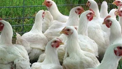 تغيرات مستمرة في أسعار الدواجن البيضاء اليوم الإثنين في بورصة الدواجن 