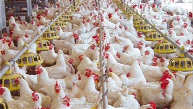 أسعار الدواجن البيضاء