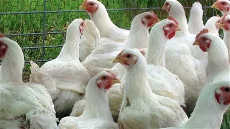 أسعار الدواجن البيضاء