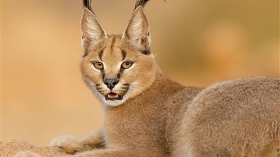 الوشق المصري.. القصة الكاملة للحيوان المفترس الذي هاجم جنودًا إسرائـ ـيليين