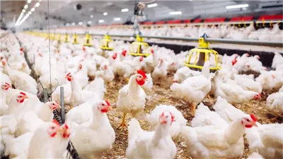 تراجع أسعار الدواجن اليوم الأحد 23-3-2025.. يا بلاش