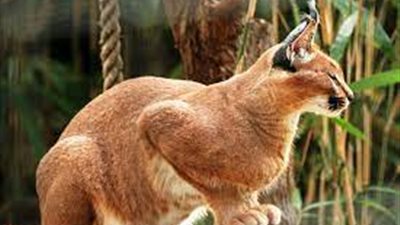 الوشق المصري الذي هاجم إسرائيليين.. تفاصيل ومعلومات مثيرة عن مفترس الجنود 